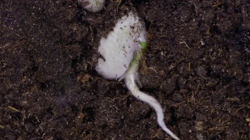 Plant Growing Timelapse