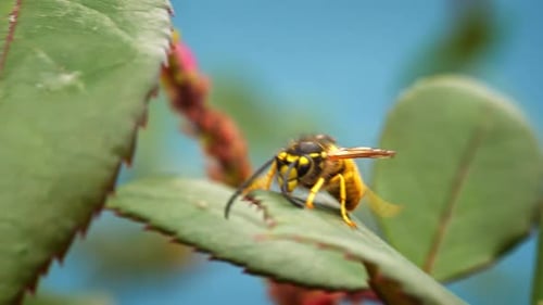 Bee
