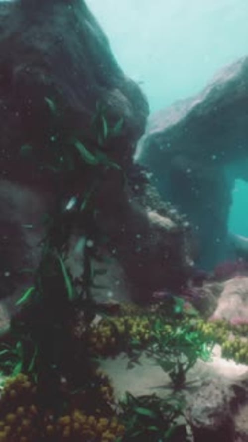 Coral Reef Teeming with a Multitude of Colorful Fish Swimming in Unison