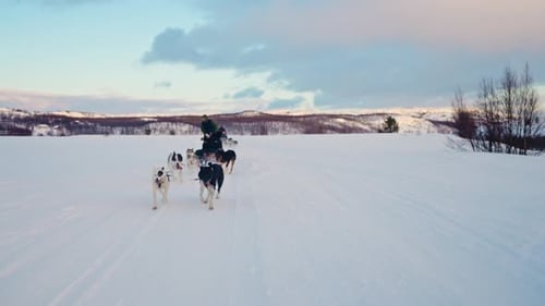 Two Husky Sled Dog teams Pulling a Sled through the Norwegian Snowy Landscape. Riding husky sledge i