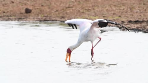 A yellow-billed stork fishing with its wings open in a waterhole in Kruger National Park.