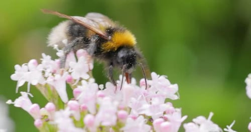 Bumblebee Gathering Pollen on a Pink Flower