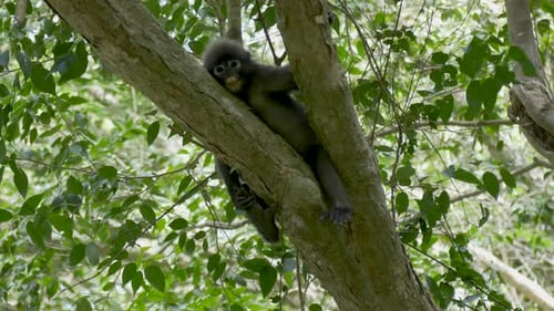 Dusky Leaf Monkey or Spectacled Langur (Trachypithecus obscurus) scratching her foot on the tree.