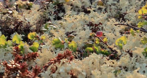 Gros plan de la
mousse de lichen de la toundra arctique. Présent principalement dans les régions de la toundra arctique et de la toundra alpine, il est
