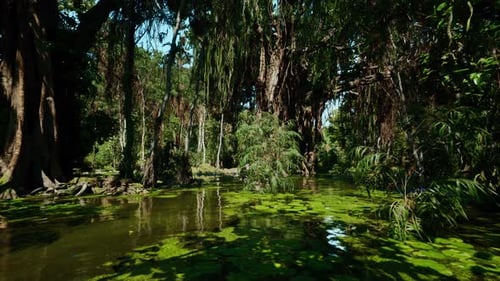 Calm Aquatic Passage Bordered By Majestic Cypress and Floating Lilies