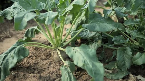 Closeup of Sugar Beet Plant Growing in Soil