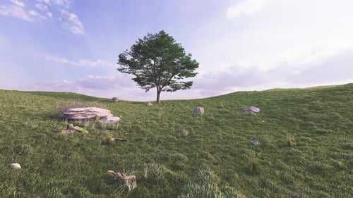A Beautiful Tree In A Large Field