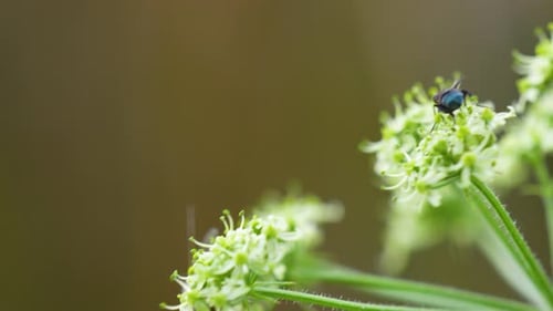 shot of a small fly perched on delicate white-green flowers, closeup in natural background