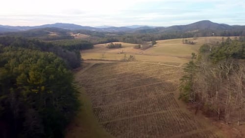 Aerial Christmas Tree Farm in NC Mountains in 4k