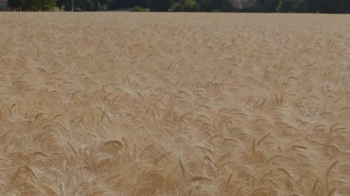 Wheat Field.