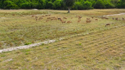 Spotted Deer in the National Park of Sri Lanka
