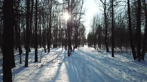 Winter Walk In The Park 03