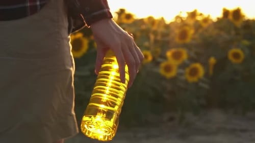 Woman carries bottle of oil in soft evening light. Hand holds bottle of golden oil. Sunflower oil
