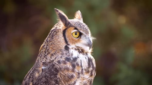 Close Up of Alert Great Horned Owl