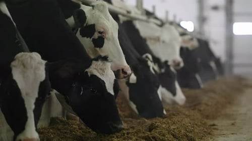 Group Of Milk Cows Standing In Livestock Stall And Eating Hay At Dairy Farm - slow motion