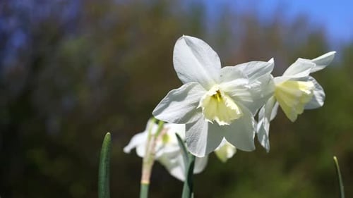 A single white daffodil with a yellow center is the main focus of the image