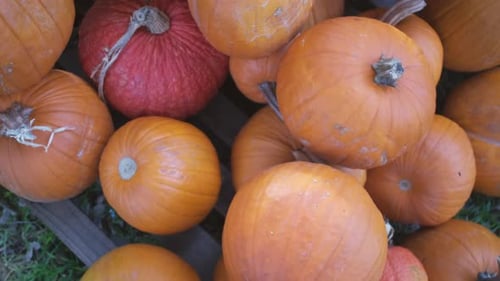 Overhead shot of a pile of pumpkins at a pumpkin patch in slow motion.