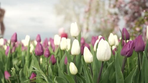 blooming tulips on green grass
