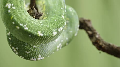 Nahaufnahme einer grünen Baumpython von Morelia viridis, die sich um einen Ast mit strukturierten Schuppen wickelt