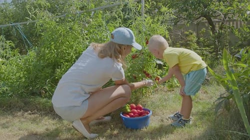 Three Year Old Boy And His Mother Picking Tomatoes In The Vegetable Garden 1