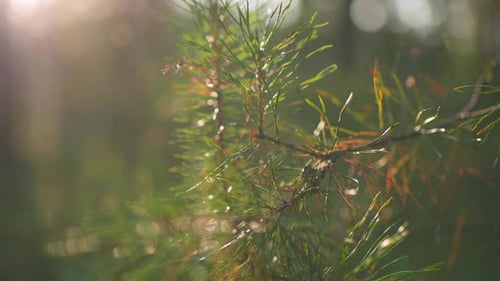 CloseUp of Pine Tree Branch with Warm Sunlight in Tranquil Forest