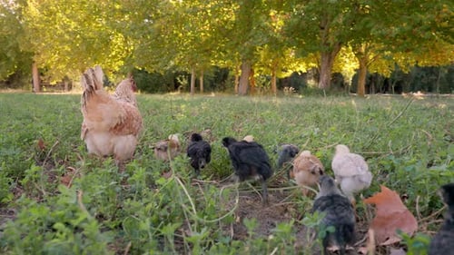 A mother hen leads her chicks across a grassy area in a park filled with tall trees. The vibrant gre