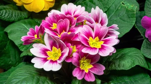 Primrose Timelapse of First Spring Flower Blossom. Primula Vulgaris
