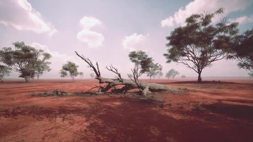 Barren African Savanna Landscape with Dry Trees Under a Clear Blue Sky
