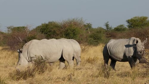 White Rhinoceros Feeding In Natural Habitat