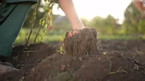 Farmer Man Hands Harvesting Digging with a Shovel Potato Soil at Field Sunset Harvesting Farming