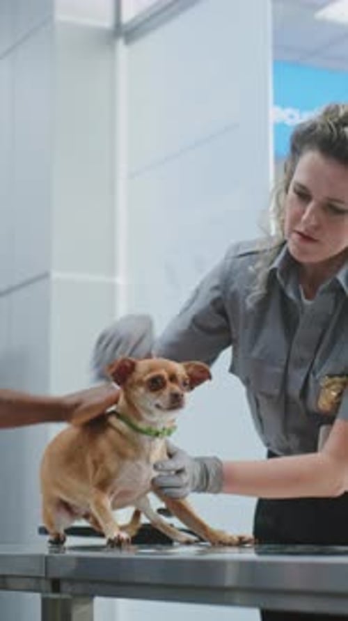 Security Checkpoint in Airport Female TSA Officer Examining Dog with Metal Detector