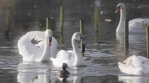 Lage in Zeitlupen-Teichumgebung, elegante Schwäne schwimmen