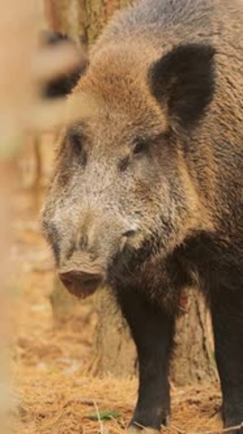 Wild Boar Standing in a Forest
