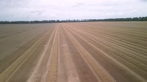 Wheat field aerial view in Ukraine