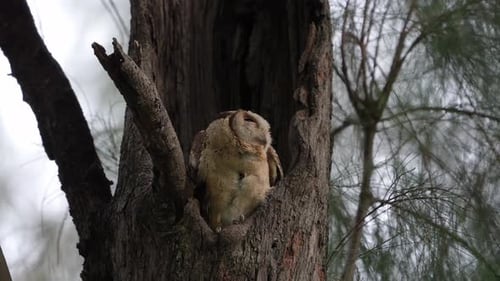 Owl in a Tree Watching