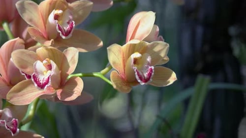 Close Up of Blooming Yellow Orchid Branch