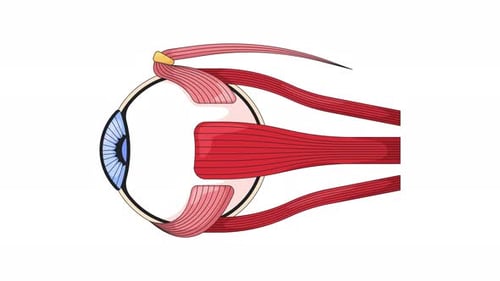 Anatomie des menschlichen Auges mit extraokularen Muskeln, Zeichentrickanimation