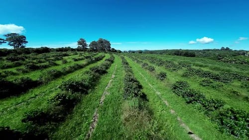 Green Field at Country Landscape in Rural Scene Countryside background.