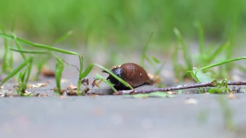Close-up of crawling slug