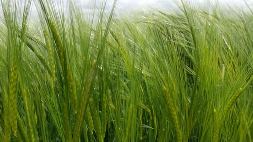 A barley field with vibrant green stalks gently swaying in the wind. The sun highlights the delicate