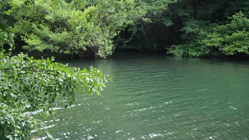 Grüner See und Wald