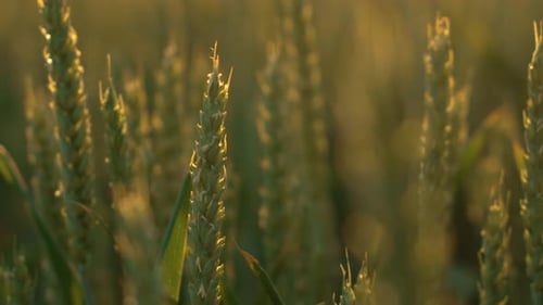 Wheat Field Ears Swaying From Gentle Wind Close Up Ripening Barley Field at Summer Sunset