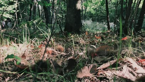 Chestnut forest. First person low angle handheld shot