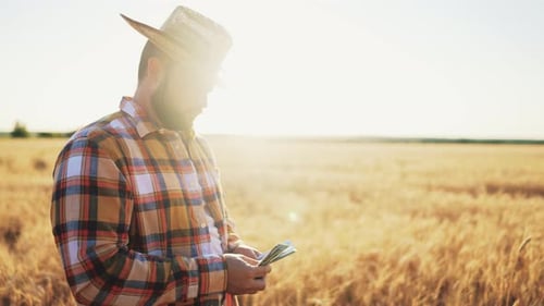Happy Successful Farmer Walks Through Summer Wheat Field Holding Large Amount of Money in His Hands