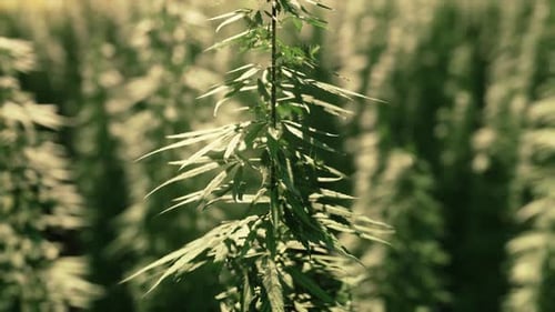Green Technical Marihuana Cannabis Field