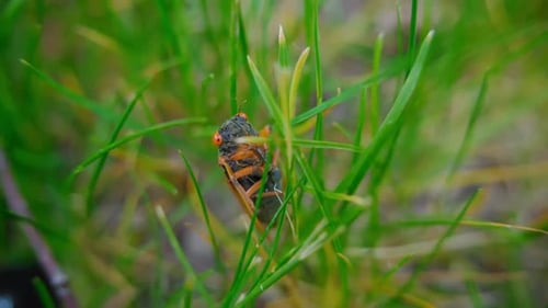 Cicada Emerging From Ground Cicada are Sitting on the Grass