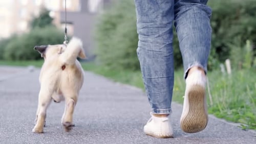 Back View of Funny Walk Pug Puppy Walking with Owner Cute Pug Dog Runs Along the Road at Summer in