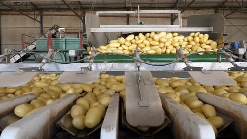 Estación de envasado y dispensación de patatas en una instalación y clasificación