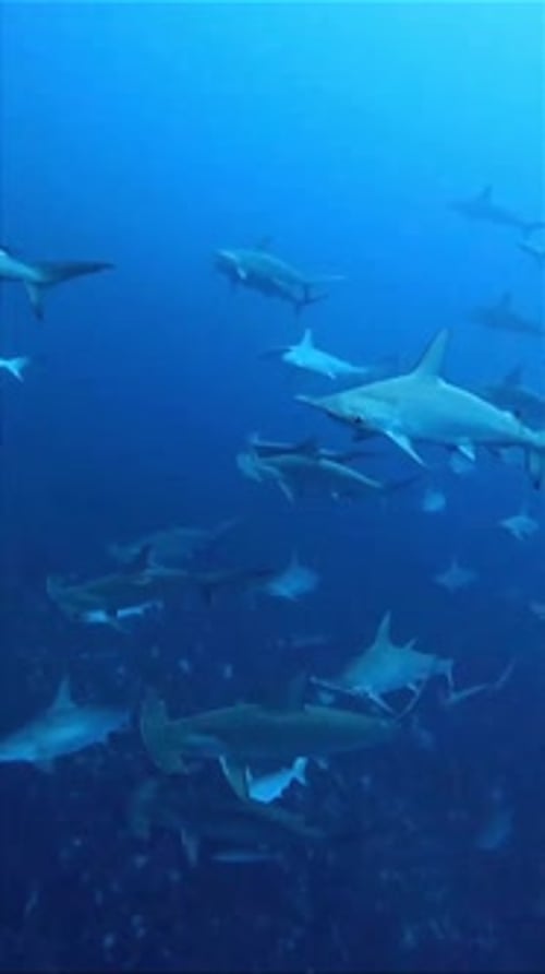 Hammerhead Shark Migration in Blue Sea
