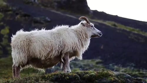 White icelandic sheep grazing with a mountain in the background in Iceland while wind blows on its w